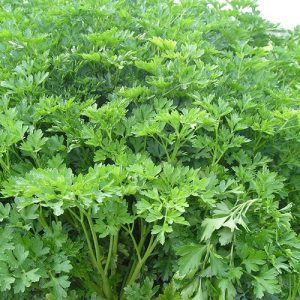 Parsley Titan &ndash; Fine Seeds International S.A.E